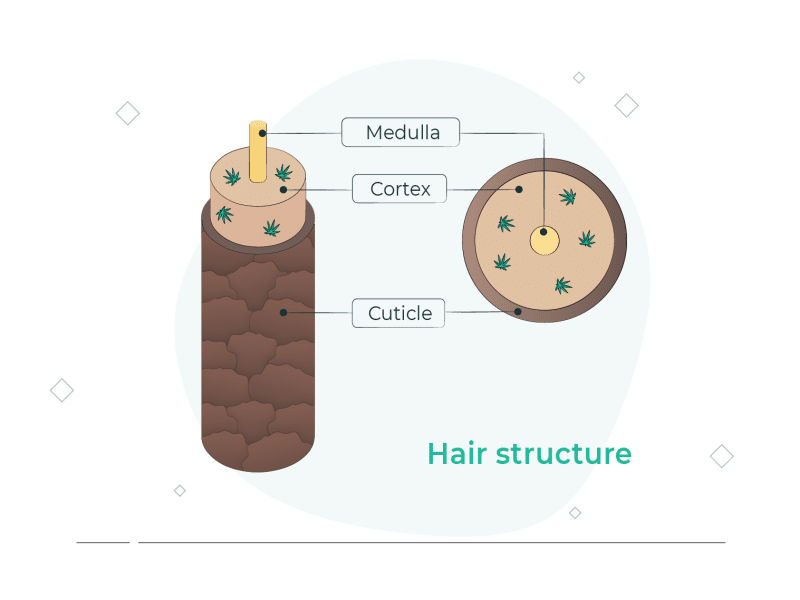 hair structure