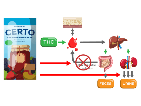 Diagram illustrating THC metabolism and Certo's theoretical effect